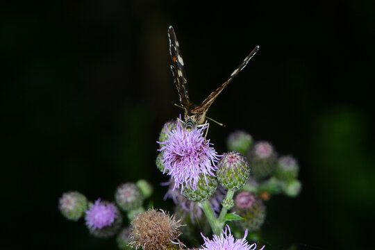 Landk&auml;rtchen, Landk&auml;rtchenfalter,  Araschnia levana