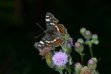 Landkärtchen, Landkärtchenfalter,  Araschnia levana