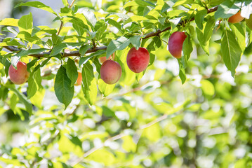 Plum tree in the garden in summer
