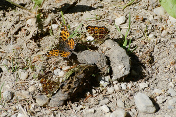  Landkärtchen,  Araschnia levana