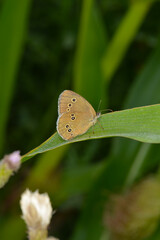 Brauner Waldvogel,  Aphantopus hyperantus