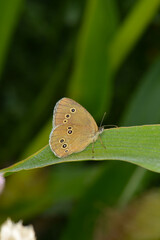 Brauner Waldvogel,  Aphantopus hyperantus