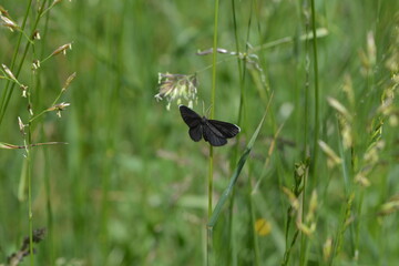 Schwarzspanner, Odezia atrata