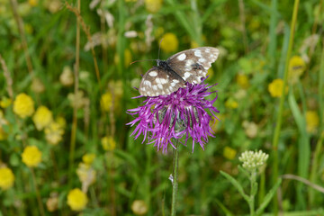 Schachbrett; Melanargia galathea