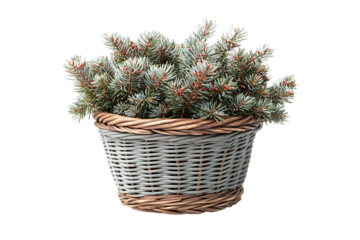 Dwarf alberta spruce in a wicker basket with a white,transparent,background.