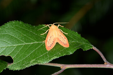 Rosen-Flechtenbärchen, Miltochrista miniata
