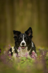 Spring portrait of dog in nature. He is so cute in the nature. He has so lovely face