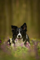 Spring portrait of dog in nature. He is so cute in the nature. He has so lovely face