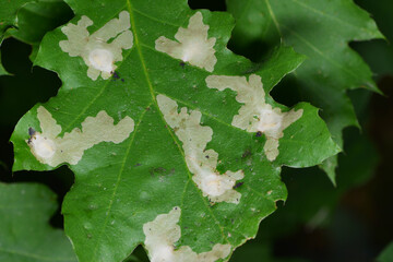 Eichenminiermotte, Tischeria ekebladella