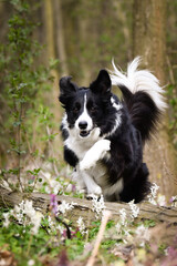 Spring portrait of dog in nature. He is so cute in the nature. He has so lovely face