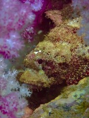 Scorpaenidae, scorpionfish