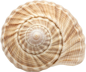 Detailed close up view of a spiral seashell showcasing natural patterns and textures isolated to isolate transparent background