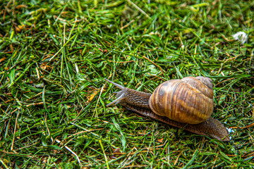 Slow World: The Snail's Journey