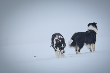 Tricolor border collie is running on the field in the snow. He is so fluffy dog.	