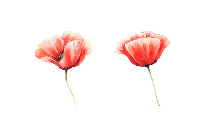 Watercolor poppies illustration.  Beautiful red flowers isolated on white background. Wildflower clipart