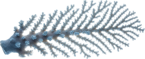 Blue Branching Coral Skeleton Detailed Macro View Transparent Background Underwater Transparent Background © PNG Creative