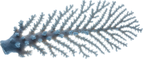 Blue Branching Coral Skeleton Detailed Macro View Transparent Background Underwater Transparent Background