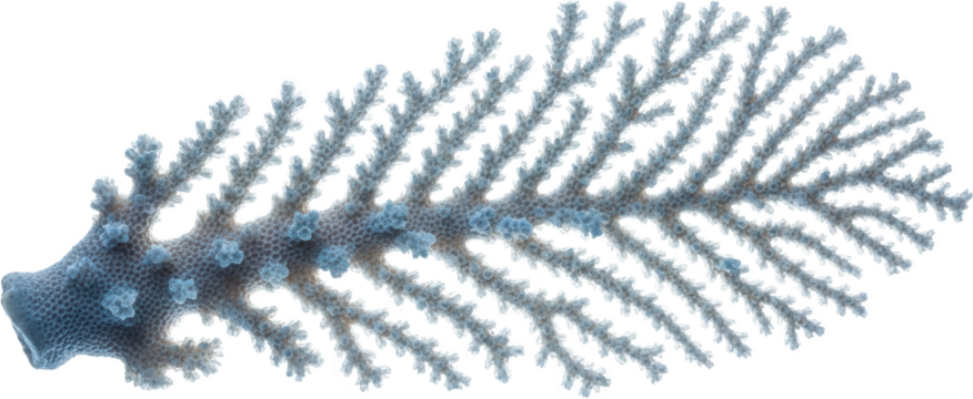 Blue Branching Coral Skeleton Detailed Macro View Transparent Background Underwater Transparent Background