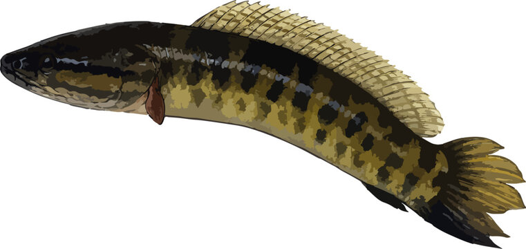 Channa striata (ikan kutuk)