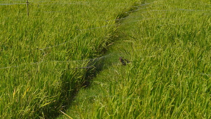 Bird Netting in Rice Field to Protect Crops from Pest Birds. This method is commonly used by farmers to safeguard their harvest from flocks of small birds 