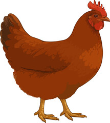 Gallus gallus domesticus (ayam petelur)