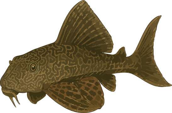 Hypostomus plecostomus