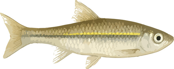 Rasbora lateristriata