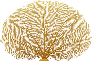 Golden fan coral detailed structure of branching polyps and skeleton sea fan transparent background
