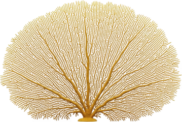 Golden fan coral detailed structure of branching polyps and skeleton sea fan transparent background