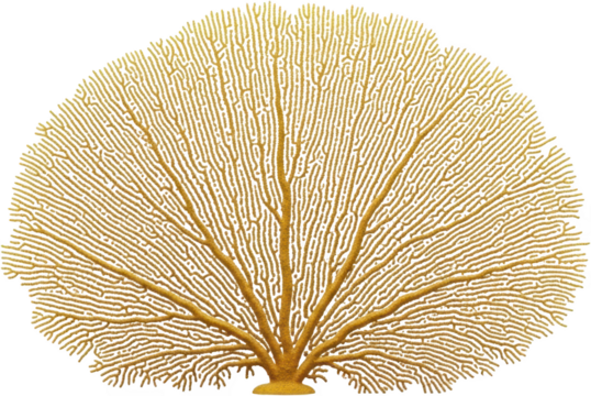 Golden fan coral detailed structure of branching polyps and skeleton sea fan transparent background