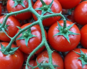 Tomatoes fresh from the plant agriculture background nature 