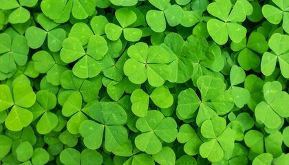 Close-up of vibrant green clover leaves (2)