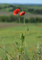 Obraz premium Poppies in the meadows in Ukraine