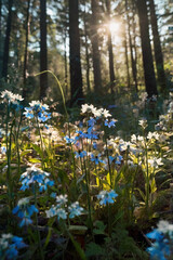 When flowers from another world greet the first rays of sunlight in the forbidden forest