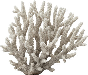 Textured white coral branch with intricate branches and polyp details Reef transparent background