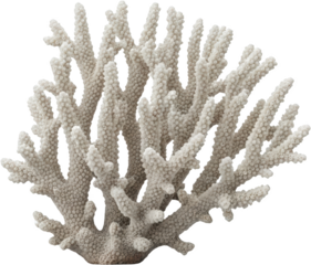 Textured white coral branch with intricate branches and polyp details Reef transparent background