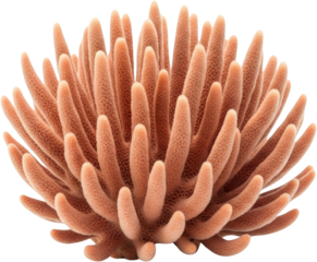 A textured branching coral colony with numerous finger like polyps isolate