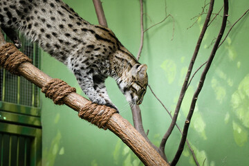 Prionailurus viverrinus is in her zoo habitat. Sand habitat in zoo in sunny day.	