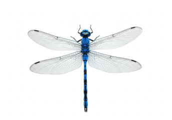 A closeup top view of a vibrant blue dragonfly with transparent wings, isolated on a transparent background