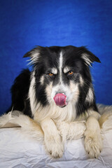 Calm Border Collie Posing Against Blue Background. A well-groomed black and white Border Collie is lying on a soft white faux fur blanket, placed over a crumpled white sheet. The dog gazes calmly