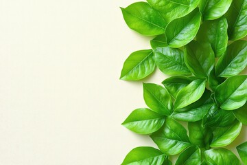 Fototapeta premium Fresh green leaves on a light background