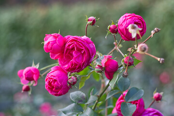 pink flowers in the garden