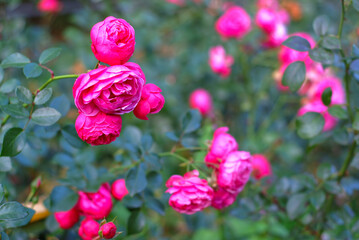 pink flowers in the garden