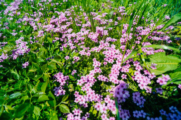 Flowers of a pink sorrel, Oxalis articulata