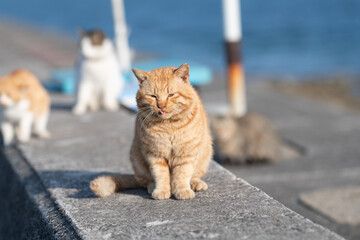 Fototapeta premium 堤防に座る可愛い猫 茶トラ猫 