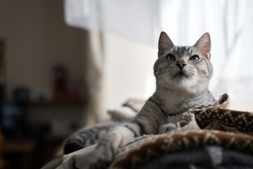 見つめる可愛い猫　サバトラ猫