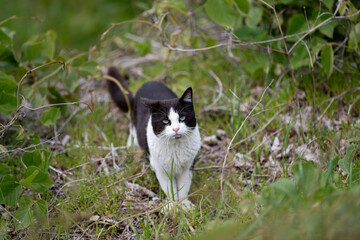 草の中からみつめる可愛い猫	