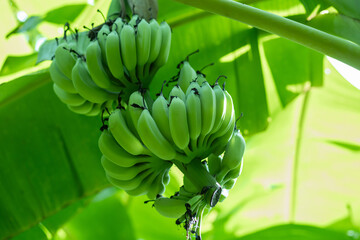 close-up banana bunch in natural banana garden background, green banana is a tropical fruit