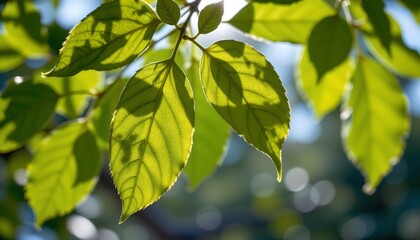 Obraz premium Sunlit Green Leaves with Soft Bokeh Background