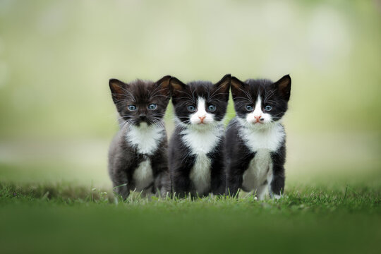 three cute black and white kittens posing on grass together